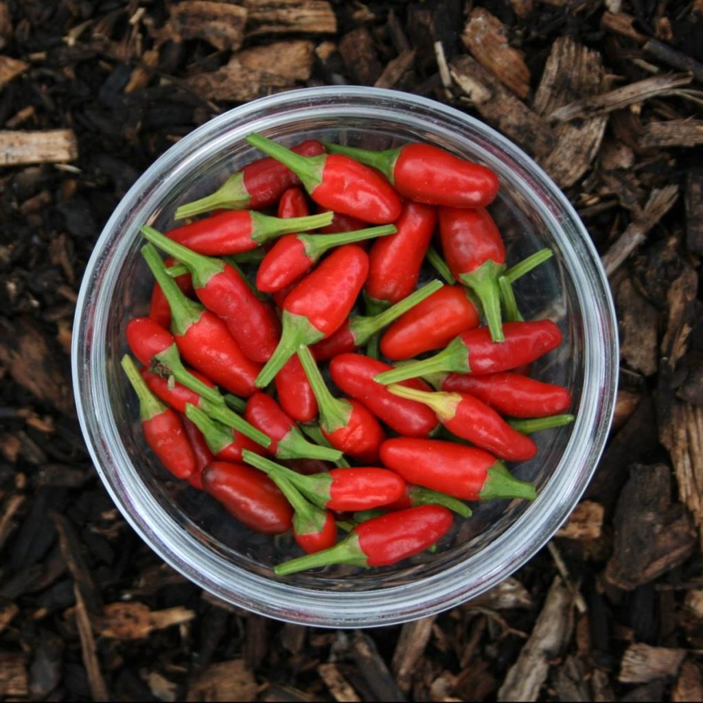 Three recipes to make your curry pastes (red, yellow and green)