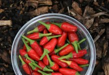 Three recipes to make your curry pastes (red, yellow and green) Three recipes to make your curry pastes (red, yellow and green)